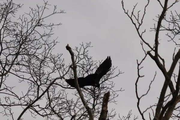 Bu resmi çektiğimde şeftali ağacından büyük siyah bir karga kalkıyordu. Bu neredeyse ürkütücü ve tüylerin neredeyse çivili gibi görünmesine bayılıyorum. Bu tam bir Cadılar Bayramı fotoğrafı..