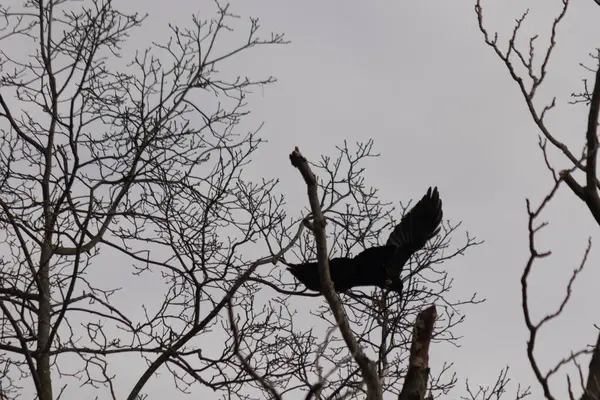 Bu resmi çektiğimde şeftali ağacından büyük siyah bir karga kalkıyordu. Bu neredeyse ürkütücü ve tüylerin neredeyse çivili gibi görünmesine bayılıyorum. Bu tam bir Cadılar Bayramı fotoğrafı..