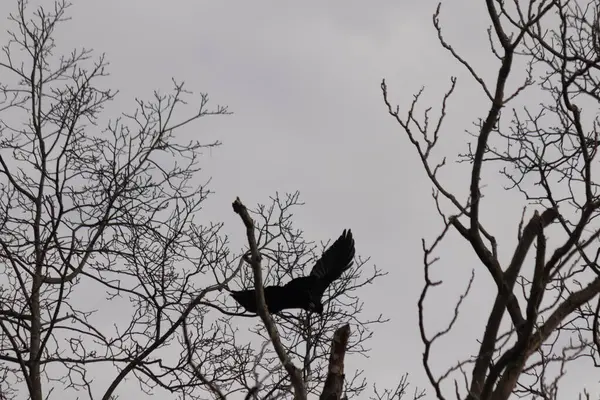 Bu resmi çektiğimde şeftali ağacından büyük siyah bir karga kalkıyordu. Bu neredeyse ürkütücü ve tüylerin neredeyse çivili gibi görünmesine bayılıyorum. Bu tam bir Cadılar Bayramı fotoğrafı..