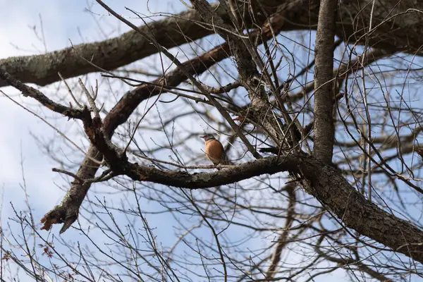 Güzel Robin ağaca tünemiş. Onun siyah tüyleri çıplak dallarla kaynaşıyor. Onun küçük turuncu göbeği göze çarpıyor. Ağacın dallarının kış mevsimi nedeniyle yaprakları yoktur..