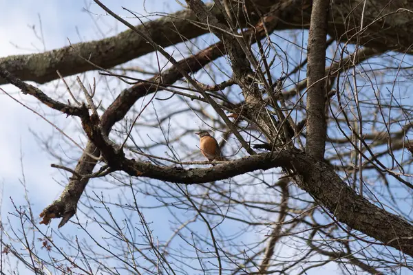 Güzel Robin ağaca tünemiş. Onun siyah tüyleri çıplak dallarla kaynaşıyor. Onun küçük turuncu göbeği göze çarpıyor. Ağacın dallarının kış mevsimi nedeniyle yaprakları yoktur..