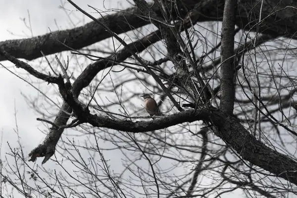 Güzel Robin ağaca tünemiş. Onun siyah tüyleri çıplak dallarla kaynaşıyor. Onun küçük turuncu göbeği göze çarpıyor. Ağacın dallarının kış mevsimi nedeniyle yaprakları yoktur..