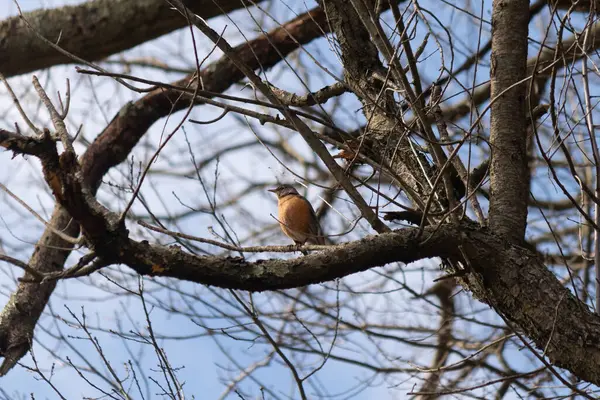 Güzel Robin ağaca tünemiş. Onun siyah tüyleri çıplak dallarla kaynaşıyor. Onun küçük turuncu göbeği göze çarpıyor. Ağacın dallarının kış mevsimi nedeniyle yaprakları yoktur..