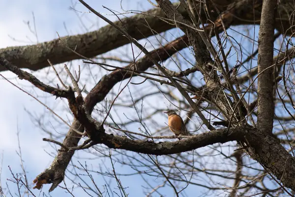 Güzel Robin ağaca tünemiş. Onun siyah tüyleri çıplak dallarla kaynaşıyor. Onun küçük turuncu göbeği göze çarpıyor. Ağacın dallarının kış mevsimi nedeniyle yaprakları yoktur..