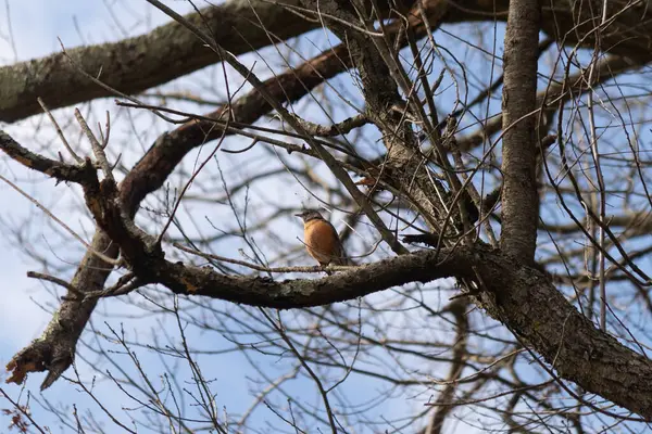 Güzel Robin ağaca tünemiş. Onun siyah tüyleri çıplak dallarla kaynaşıyor. Onun küçük turuncu göbeği göze çarpıyor. Ağacın dallarının kış mevsimi nedeniyle yaprakları yoktur..