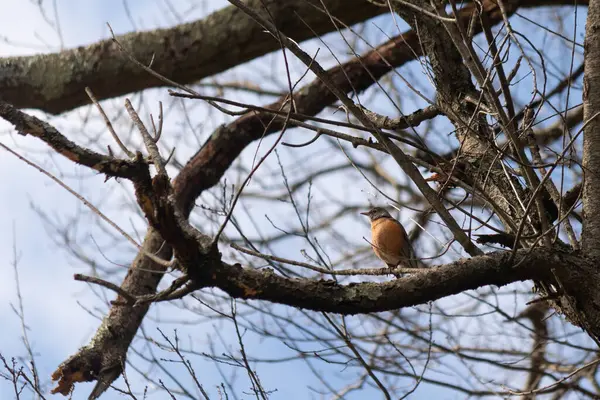 Güzel Robin ağaca tünemiş. Onun siyah tüyleri çıplak dallarla kaynaşıyor. Onun küçük turuncu göbeği göze çarpıyor. Ağacın dallarının kış mevsimi nedeniyle yaprakları yoktur..