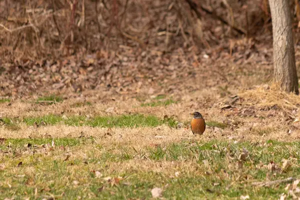 Her tarafı kahverengi renklerle kaplı, çimlerin üzerinde duran güzel bir bülbül. Bu kuş birçokları için bahar demek. Kuşun koyu siyah bir vücudu ve turuncu bir göbeği var. Gözünün etrafında bir yıldıza benziyor..