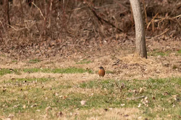 Her tarafı kahverengi renklerle kaplı, çimlerin üzerinde duran güzel bir bülbül. Bu kuş birçokları için bahar demek. Kuşun koyu siyah bir vücudu ve turuncu bir göbeği var. Gözünün etrafında bir yıldıza benziyor..