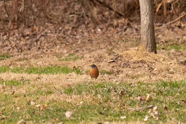 Her tarafı kahverengi renklerle kaplı, çimlerin üzerinde duran güzel bir bülbül. Bu kuş birçokları için bahar demek. Kuşun koyu siyah bir vücudu ve turuncu bir göbeği var. Gözünün etrafında bir yıldıza benziyor..