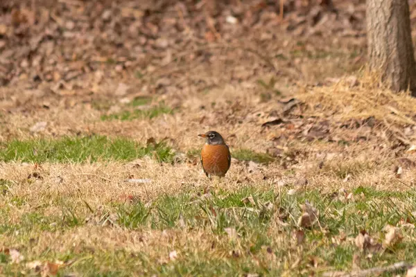 Her tarafı kahverengi renklerle kaplı, çimlerin üzerinde duran güzel bir bülbül. Bu kuş birçokları için bahar demek. Kuşun koyu siyah bir vücudu ve turuncu bir göbeği var. Gözünün etrafında bir yıldıza benziyor..