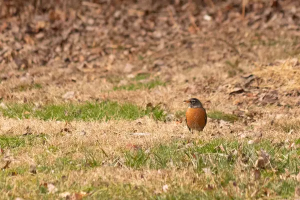 Her tarafı kahverengi renklerle kaplı, çimlerin üzerinde duran güzel bir bülbül. Bu kuş birçokları için bahar demek. Kuşun koyu siyah bir vücudu ve turuncu bir göbeği var. Gözünün etrafında bir yıldıza benziyor..