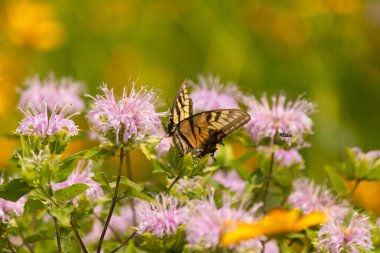 Çarpıcı bir Doğu Kırlangıç Kelebeği olan Papilio Glaucus, kendine özgü sarı ve siyah çizgileriyle narin mor bir bergamot çiçeğinin üzerinde, doğanın güzelliğini somutlaştıran yumuşak, yemyeşil bir arka plan arasında zarif bir şekilde yatar..