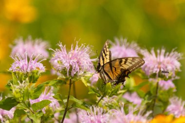 Çarpıcı bir Doğu Kırlangıç Kelebeği olan Papilio Glaucus, kendine özgü sarı ve siyah çizgileriyle narin mor bir bergamot çiçeğinin üzerinde, doğanın güzelliğini somutlaştıran yumuşak, yemyeşil bir arka plan arasında zarif bir şekilde yatar..
