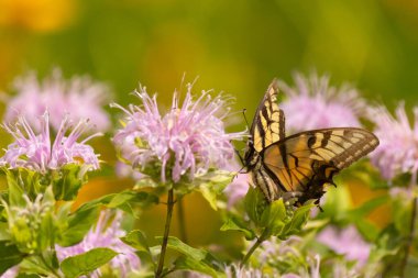 Çarpıcı bir Doğu Kırlangıç Kelebeği olan Papilio Glaucus, kendine özgü sarı ve siyah çizgileriyle narin mor bir bergamot çiçeğinin üzerinde, doğanın güzelliğini somutlaştıran yumuşak, yemyeşil bir arka plan arasında zarif bir şekilde yatar..