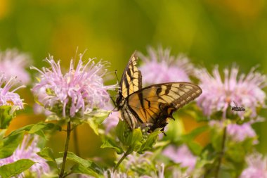 Çarpıcı bir Doğu Kırlangıç Kelebeği olan Papilio Glaucus, kendine özgü sarı ve siyah çizgileriyle narin mor bir bergamot çiçeğinin üzerinde, doğanın güzelliğini somutlaştıran yumuşak, yemyeşil bir arka plan arasında zarif bir şekilde yatar..