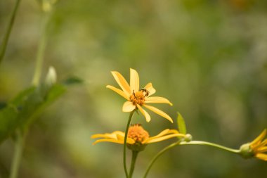 Bu kır çiçeğini ziyarete gelen sevimli küçük böcek. Bu ter arısı çayırda yetişen sahte ayçiçeğini polenlemeye geldi. Küçük polen taşıyıcı parlak neon yeşilidir..