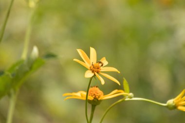 Bu kır çiçeğini ziyarete gelen sevimli küçük böcek. Bu ter arısı çayırda yetişen sahte ayçiçeğini polenlemeye geldi. Küçük polen taşıyıcı parlak neon yeşilidir..