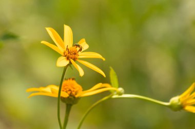 Bu kır çiçeğini ziyarete gelen sevimli küçük böcek. Bu ter arısı çayırda yetişen sahte ayçiçeğini polenlemeye geldi. Küçük polen taşıyıcı parlak neon yeşilidir..