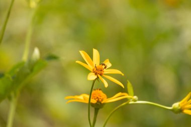 Bu kır çiçeğini ziyarete gelen sevimli küçük böcek. Bu ter arısı çayırda yetişen sahte ayçiçeğini polenlemeye geldi. Küçük polen taşıyıcı parlak neon yeşilidir..