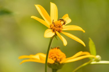 Bu kır çiçeğini ziyarete gelen sevimli küçük böcek. Bu ter arısı çayırda yetişen sahte ayçiçeğini polenlemeye geldi. Küçük polen taşıyıcı parlak neon yeşilidir..