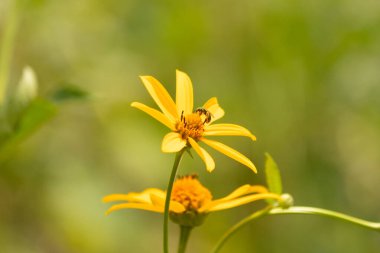 Bu kır çiçeğini ziyarete gelen sevimli küçük böcek. Bu ter arısı çayırda yetişen sahte ayçiçeğini polenlemeye geldi. Küçük polen taşıyıcı parlak neon yeşilidir..