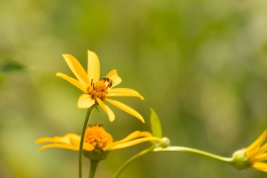 Bu kır çiçeğini ziyarete gelen sevimli küçük böcek. Bu ter arısı çayırda yetişen sahte ayçiçeğini polenlemeye geldi. Küçük polen taşıyıcı parlak neon yeşilidir..