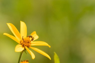 Bu kır çiçeğini ziyarete gelen sevimli küçük böcek. Bu ter arısı çayırda yetişen sahte ayçiçeğini polenlemeye geldi. Küçük polen taşıyıcı parlak neon yeşilidir..