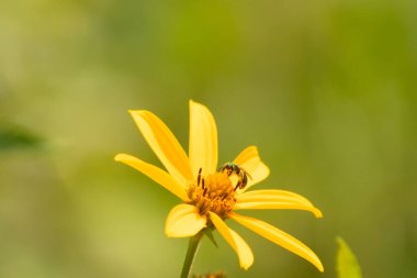 Bu kır çiçeğini ziyarete gelen sevimli küçük böcek. Bu ter arısı çayırda yetişen sahte ayçiçeğini polenlemeye geldi. Küçük polen taşıyıcı parlak neon yeşilidir..