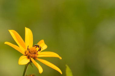 Bu kır çiçeğini ziyarete gelen sevimli küçük böcek. Bu ter arısı çayırda yetişen sahte ayçiçeğini polenlemeye geldi. Küçük polen taşıyıcı parlak neon yeşilidir..