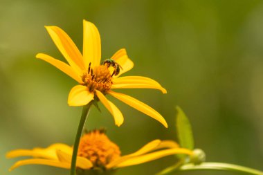 Bu kır çiçeğini ziyarete gelen sevimli küçük böcek. Bu ter arısı çayırda yetişen sahte ayçiçeğini polenlemeye geldi. Küçük polen taşıyıcı parlak neon yeşilidir..