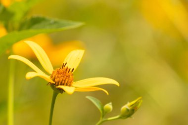 Bu sahte ayçiçeği gerçekten güzel. Uzun sarı yapraklar her yere uzanıyor. Çiçekteki kaburgaları görebilirsin. Merkezde uzanan küçük turuncu tüpler var ve tozlayıcılar için harika..