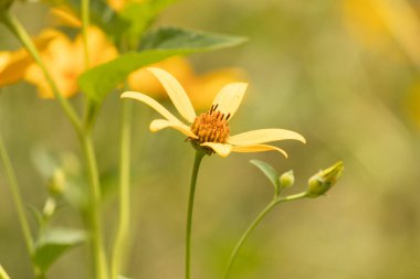 Bu sahte ayçiçeği gerçekten güzel. Uzun sarı yapraklar her yere uzanıyor. Çiçekteki kaburgaları görebilirsin. Merkezde uzanan küçük turuncu tüpler var ve tozlayıcılar için harika..