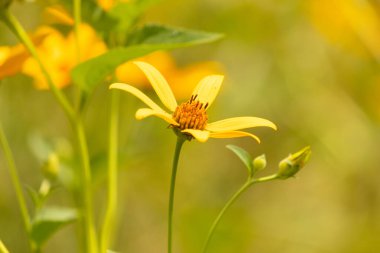 Bu sahte ayçiçeği gerçekten güzel. Uzun sarı yapraklar her yere uzanıyor. Çiçekteki kaburgaları görebilirsin. Merkezde uzanan küçük turuncu tüpler var ve tozlayıcılar için harika..