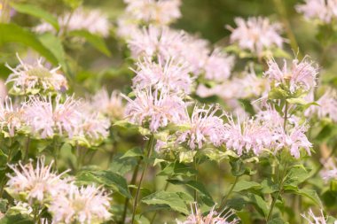 Narin bir Vahşi Bergamot tarlası, Monarda fistulosa, lavanta ve pembenin yumuşak tonlarında çiçek açar, dikenli yaprakları güzel bir doku yaratır. Bereketli yeşil yapraklar, canlı çiçekleri çerçeveler, serin çayırların özünü tam çiçekle yakalar..