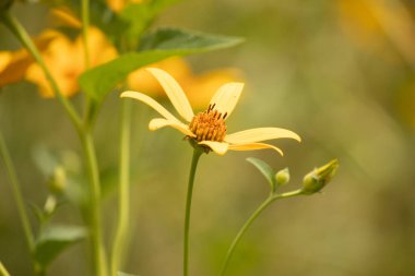 Bu sahte ayçiçeği gerçekten güzel. Uzun sarı yapraklar her yere uzanıyor. Çiçekteki kaburgaları görebilirsin. Merkezde uzanan küçük turuncu tüpler var ve tozlayıcılar için harika..