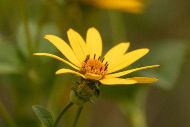 Bu sahte ayçiçeği gerçekten güzel. Uzun sarı yapraklar her yere uzanıyor. Çiçekteki kaburgaları görebilirsin. Merkezde uzanan küçük turuncu tüpler var ve tozlayıcılar için harika..