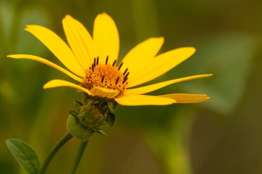Bu sahte ayçiçeği gerçekten güzel. Uzun sarı yapraklar her yere uzanıyor. Çiçekteki kaburgaları görebilirsin. Merkezde uzanan küçük turuncu tüpler var ve tozlayıcılar için harika..