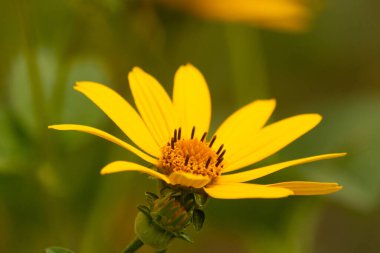 Bu sahte ayçiçeği gerçekten güzel. Uzun sarı yapraklar her yere uzanıyor. Çiçekteki kaburgaları görebilirsin. Merkezde uzanan küçük turuncu tüpler var ve tozlayıcılar için harika..