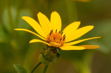 Bu sahte ayçiçeği gerçekten güzel. Uzun sarı yapraklar her yere uzanıyor. Çiçekteki kaburgaları görebilirsin. Merkezde uzanan küçük turuncu tüpler var ve tozlayıcılar için harika..