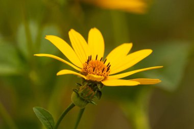 Bu sahte ayçiçeği gerçekten güzel. Uzun sarı yapraklar her yere uzanıyor. Çiçekteki kaburgaları görebilirsin. Merkezde uzanan küçük turuncu tüpler var ve tozlayıcılar için harika..