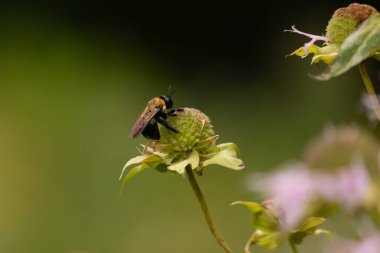 Sarı ve siyah bir yaban arısı canlı bir konfeksiyon üzerinde nektar arıyor. Tozlaşma ve ekosistem sağlığı için hayati önem taşıyan böcek ve bitki örtüsü arasındaki karmaşık dansı sergiliyor. Keskin odak tüylü vücudunu ve hassas kanatlarını vurgular.