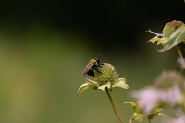 Sarı ve siyah bir yaban arısı canlı bir konfeksiyon üzerinde nektar arıyor. Tozlaşma ve ekosistem sağlığı için hayati önem taşıyan böcek ve bitki örtüsü arasındaki karmaşık dansı sergiliyor. Keskin odak tüylü vücudunu ve hassas kanatlarını vurgular.