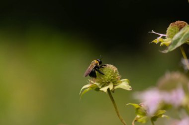 Çarpıcı sarı ve siyah bir yaban arısı canlı bir koni çiçeğinin üzerinde nektar arıyor, böcek ve bitki örtüsü arasındaki karmaşık dansı gösteriyor, tozlaşma ve ekosistem sağlığı için hayati önem taşıyor. Keskin odak tüylü vücudunu ve hassas kanatlarını vurgular.