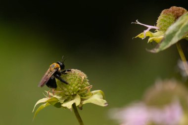 Sarı ve siyah bir yaban arısı canlı bir konfeksiyon üzerinde nektar arıyor. Tozlaşma ve ekosistem sağlığı için hayati önem taşıyan böcek ve bitki örtüsü arasındaki karmaşık dansı sergiliyor. Keskin odak tüylü vücudunu ve hassas kanatlarını vurgular.