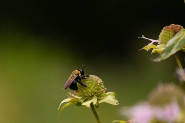 Sarı ve siyah bir yaban arısı canlı bir konfeksiyon üzerinde nektar arıyor. Tozlaşma ve ekosistem sağlığı için hayati önem taşıyan böcek ve bitki örtüsü arasındaki karmaşık dansı sergiliyor. Keskin odak tüylü vücudunu ve hassas kanatlarını vurgular.