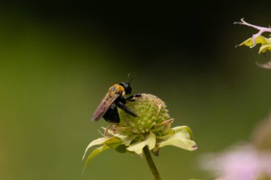 Sarı ve siyah bir yaban arısı canlı bir konfeksiyon üzerinde nektar arıyor. Tozlaşma ve ekosistem sağlığı için hayati önem taşıyan böcek ve bitki örtüsü arasındaki karmaşık dansı sergiliyor. Keskin odak tüylü vücudunu ve hassas kanatlarını vurgular.