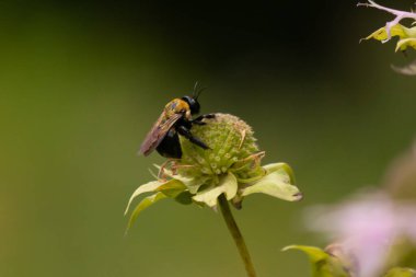 Sarı ve siyah bir yaban arısı canlı bir konfeksiyon üzerinde nektar arıyor. Tozlaşma ve ekosistem sağlığı için hayati önem taşıyan böcek ve bitki örtüsü arasındaki karmaşık dansı sergiliyor. Keskin odak tüylü vücudunu ve hassas kanatlarını vurgular.
