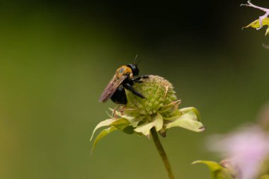 Sarı ve siyah bir yaban arısı canlı bir konfeksiyon üzerinde nektar arıyor. Tozlaşma ve ekosistem sağlığı için hayati önem taşıyan böcek ve bitki örtüsü arasındaki karmaşık dansı sergiliyor. Keskin odak tüylü vücudunu ve hassas kanatlarını vurgular.