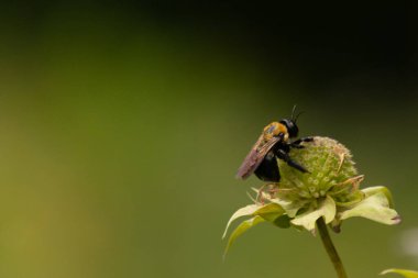 Sarı ve siyah bir yaban arısı canlı bir konfeksiyon üzerinde nektar arıyor. Tozlaşma ve ekosistem sağlığı için hayati önem taşıyan böcek ve bitki örtüsü arasındaki karmaşık dansı sergiliyor. Keskin odak tüylü vücudunu ve hassas kanatlarını vurgular.