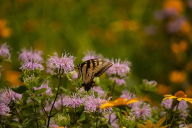 Çayırdaki bu çiçeği ziyaret eden bu doğu kaplanı kırlangıç kuyruğunun resmini seviyorum. Bu güzel kelebeğin siyah çizgili sarı kanatları var. Bu önemli bir polen taşıyıcı..